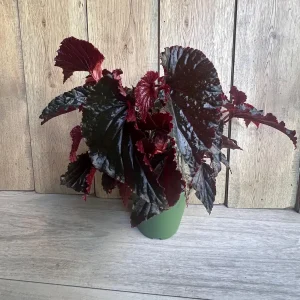 Black Magic Begonia Live Plant - 6 inch Pot, Dark Foliage Houseplant - Image 4