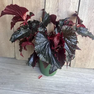 Black Magic Begonia Live Plant - 6 inch Pot, Dark Foliage Houseplant - Image 7