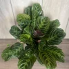 Black Maranta Live Plant - 6-inch Pot, Rare Prayer Plant, Dark Foliage Houseplant - Image 1
