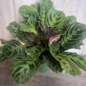 Black Maranta Live Plant - 6-inch Pot, Rare Prayer Plant, Dark Foliage Houseplant - Image 5