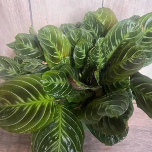Black Maranta Live Plant - 6-inch Pot, Rare Prayer Plant, Dark Foliage Houseplant - Image 8