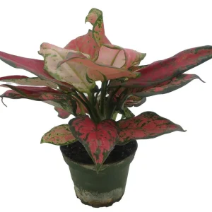 Black Maroon Chinese Evergreen Live Plant - Aglaonema - 4 inch Pot - Indoor - Image 4