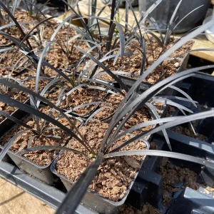 Black Mondo Grass Live Plant – 10 Pot Pack – 2.5 Inch Pots – Decorative Border Plant - Image 3