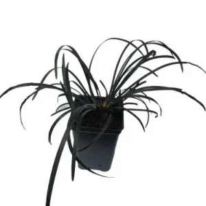Black Mondo Grass Live Plant – 10 Pot Pack – 2.5 Inch Pots – Decorative Border Plant - Image 4