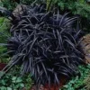 Black Mondo Grass Live Plant - 20x 2.5 Inch Pots, Evergreen Border Plant - Image 1