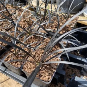 Black Mondo Grass Live Plant - 20x 2.5 Inch Pots, Evergreen Border Plant - Image 2