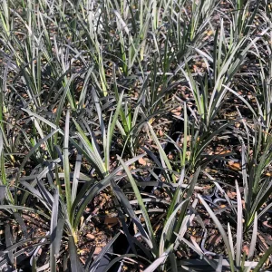 Black Mondo Grass Live Plant - 4 x 2.5 Inch Pots - Decorative Garden Border - Image 4