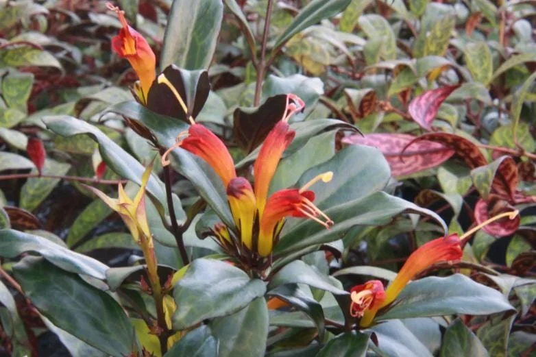 Black Pagoda Lipstick Live Plant - 4-6" Tall - 2" Pot - Aeschynanthus longicaulis - Hanging Houseplant - Image 3