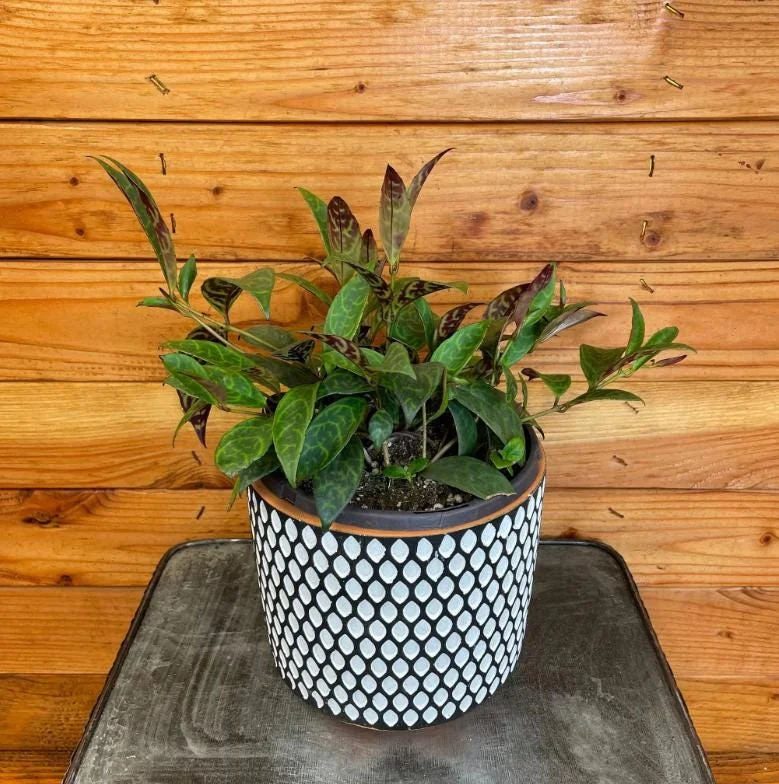 Black Pagoda Lipstick Live Plant - 4-6" Tall - 2" Pot - Aeschynanthus longicaulis - Hanging Houseplant - Image 4