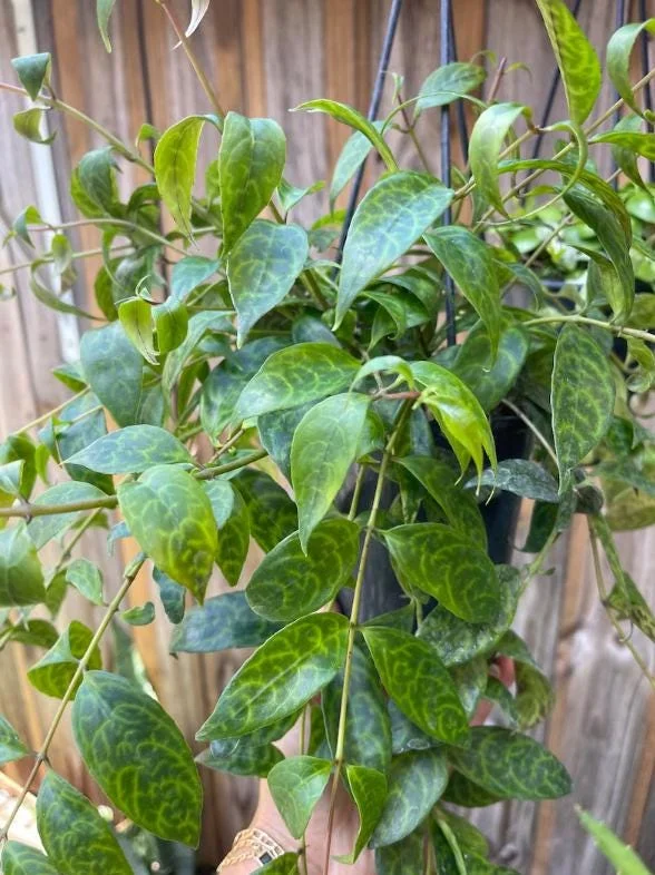 Black Pagoda Lipstick Live Plant - 4-6" Tall - 2" Pot - Aeschynanthus longicaulis - Hanging Houseplant - Image 5