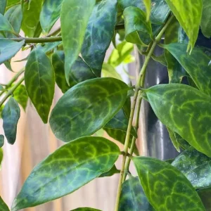 Black Pagoda Lipstick Live Plant - 4-6