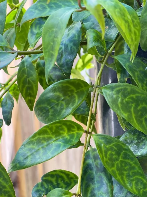 Black Pagoda Lipstick Live Plant - 4-6" Tall - 2" Pot - Aeschynanthus longicaulis - Hanging Houseplant - Image 6