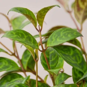 Black Pagoda Lipstick Live Plant - 4-6
