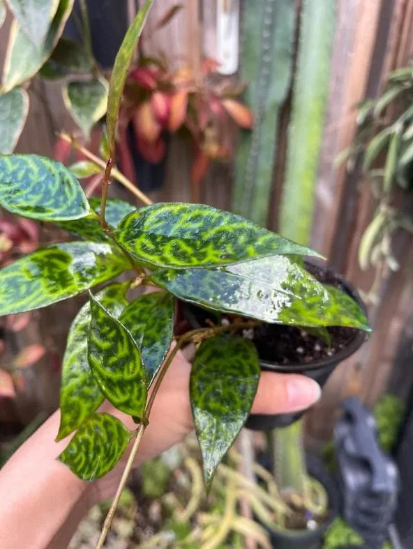 Black Pagoda Lipstick Live Plant - 4-6" Tall - 2" Pot - Aeschynanthus longicaulis - Hanging Houseplant - Image 8