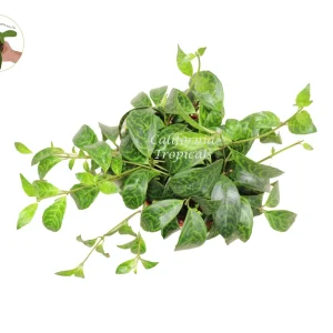 Black Pagoda Lipstick Plant - 6'' Potted Live Plant - Indoor Houseplant - Image 2