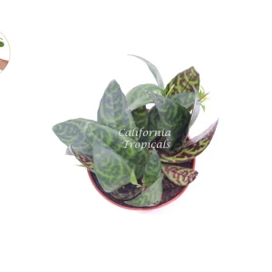 Black Pagoda Lipstick Plant Live Plant - 4 inch Pot - Aeschynanthus - Image 2