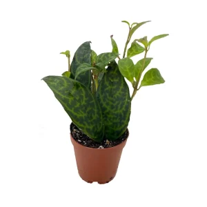 Black Pagoda Lipstick Vine Live Plant – Aeschynanthus marmoratus – 2