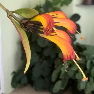 Black Pagoda Lipstick Vine Live Plant – Aeschynanthus marmoratus – 2