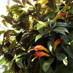 Black Pagoda Lipstick Vine Live Plant – Aeschynanthus marmoratus – 2