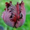Black Parrot Tulip Bulbs - 10 Count Unique Flowers Spring Garden - Image 2