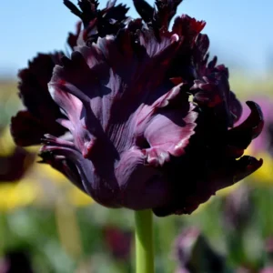 Black Parrot Tulip Bulbs - 10 Count Unique Flowers Spring Garden - Image 3
