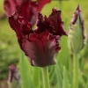 Black Parrot Tulip Bulbs - Dark Purple Spring Flowers 18-20" Tall Zone 2-8 - Image 1