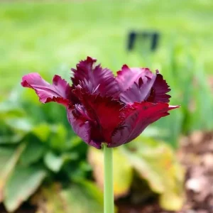 Black Parrot Tulip Bulbs - Dark Purple Spring Flowers 18-20