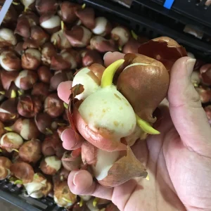 Black Parrot Tulip Bulbs - Dark Purple Spring Flowers 18-20