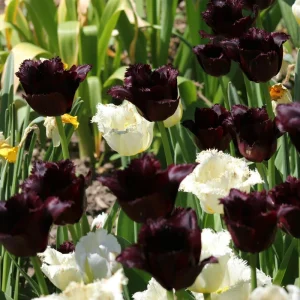 Black Parrot Tulip Bulbs - Dark Purple Spring Flowers 18-20