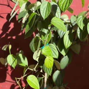 Black Pepper Live Plant 10