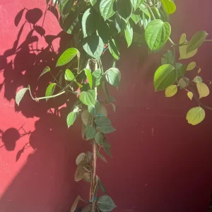 Black Pepper Live Plant 10