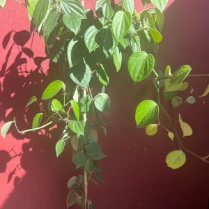 Black Pepper Live Plant 10