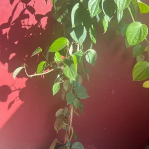 Black Pepper Live Plant 10
