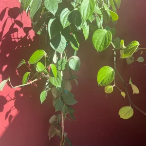 Black Pepper Live Plant 10