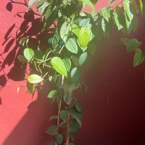 Black Pepper Live Plant 10