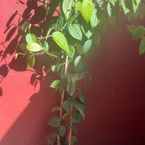 Black Pepper Live Plant 10