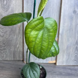 Black Pepper Live Plant (Piper nigrum) – 4 inch Pot – Edible Vine - Image 2