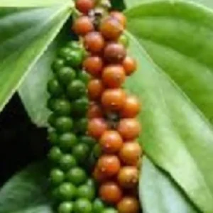 Black Pepper Live Plant (Piper nigrum) – 4 inch Pot – Edible Vine - Image 1