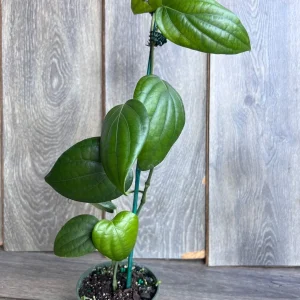 Black Pepper Live Plant (Piper nigrum) – 4 inch Pot – Edible Vine - Image 5