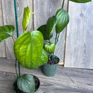 Black Pepper Live Plant (Piper nigrum) – 4 inch Pot – Edible Vine - Image 8