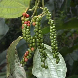 Black Pepper Live Plant (Piper nigrum) - Grow Your Own Spice Vine - Image 2