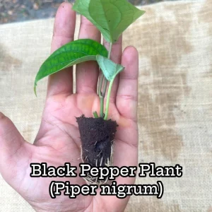 Black Pepper Live Plant (Piper nigrum) - Grow Your Own Spice Vine - Image 1