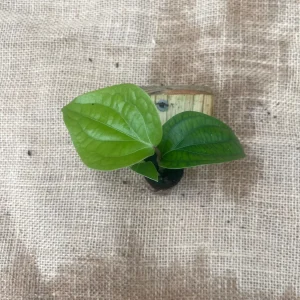 Black Pepper Live Plant (Piper nigrum) - Grow Your Own Spice Vine - Image 4