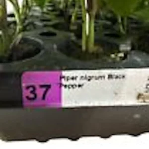 Black Pepper Live Plant - Piper Nigrum Starter Plant Edible Perennial - Image 3