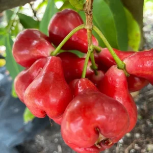 Black Perl Wax Apple Tree Live Plant – 1 to 2 Feet Tall in 3 Gallon Pot - Image 1