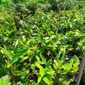 Black Perl Wax Apple Tree Live Plant – 1 to 2 Feet Tall in 3 Gallon Pot - Image 2