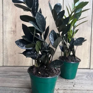 Black Raven ZZ Plant - Dark Zamioculcas zamiifolia Live Plant, 4 inch Pot, Indoor - Image 6