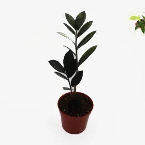 Black Raven ZZ Plant – Live Houseplant – 4 inch Pot – Indoor - Image 1