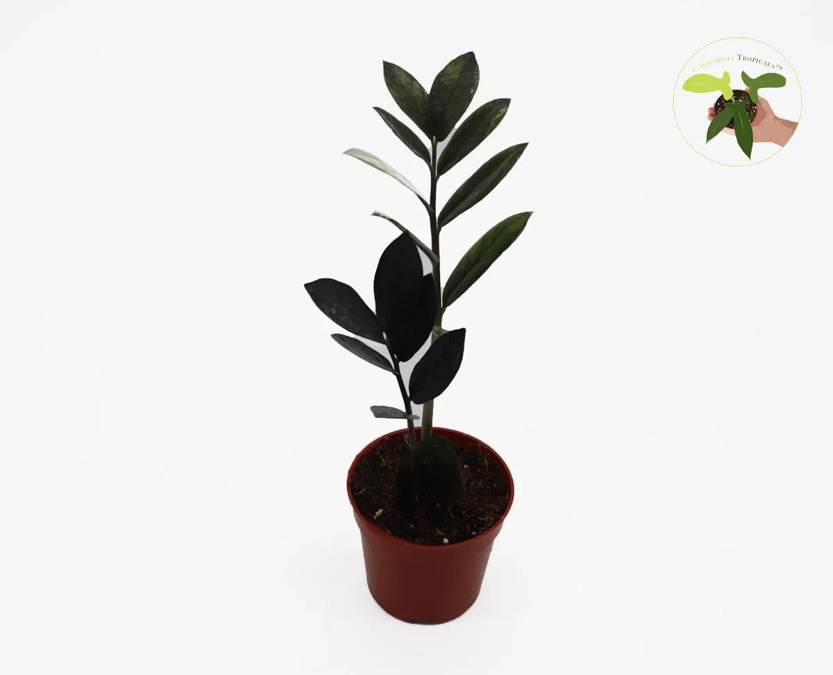 Black Raven ZZ Plant – Live Houseplant – 4 inch Pot – Indoor - Image 1