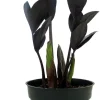 Black Raven ZZ Plant Live Plant – Zamioculcas zamiifolia – 4" Pot – Indoor - Image 1